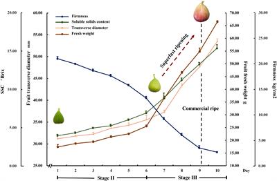 AP2/ERF genes associated with superfast fig (Ficus carica L.) fruit ripening